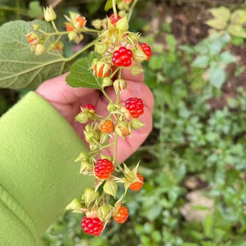 Himbeeren - exotische säulenobst alte sorten obstpflanzen zwergobstbäume winterhart balkonpflanzen säulenobstbäume seltene obstbäume kaufen obstsamen geschenke für 200Samen