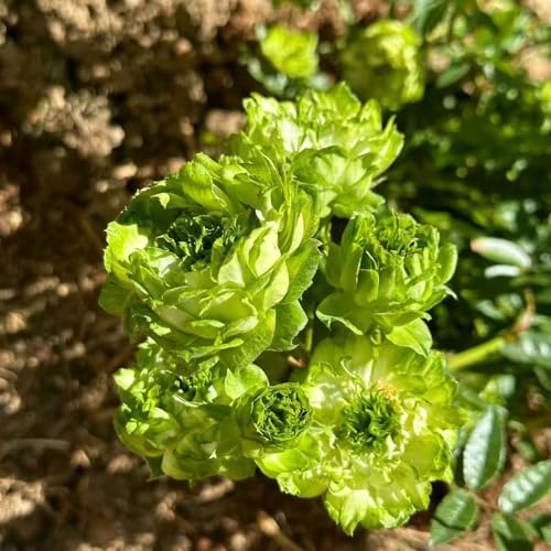 rosas trepadoras - rosal semillas de prados de silvestres verano balcón primavera reverdecimiento tejados invernaderos balcón primavera semillas silvestres prado, 300pcs