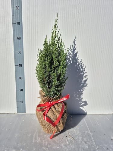 Juniperus Stricta, Ginepro cinese - Pianta Decorativa - Idea Regalo - Foto Reali - Vivai Giulian Giovani Piante