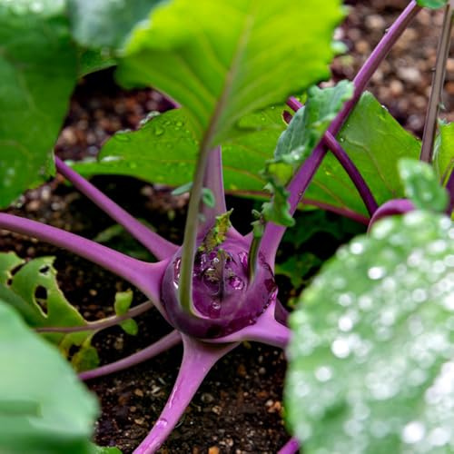kohlrabi alte sorten hochbeete für garten winterharte 50samen