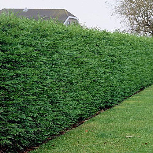 GardenersDream 10 x Green Leylandii Plants - Dense Leyland Hedging Plants - Evergreen Outdoor Shrubs for Garden - All Year Round Hedge Bushes for Gardens and Borders (30-50cm incl. 9cm Pot)