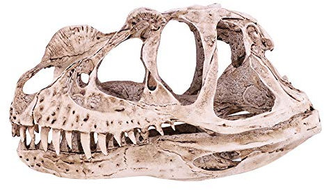 FTVOGUE Dinosaurier-Schädel-Modell, Kunstharz-Dinosaurier-Schädel-Modell Simuliertes Tierskelett Home Office Decor Craft Teaching Requisite für Skeleton Figure Collection Home Bar Party Decor