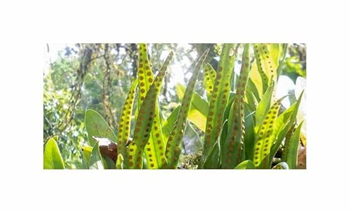 Stk - 5x Microgramma lycopodioides Farn Garten Pflanzen - Samen B2170 - Seeds & Plants Shop by Ipsa