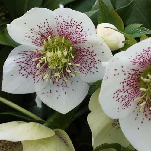 6 x Christrose 'Spotted Hybrid' - Helleborus Orientalis 'Spotted Hybrids': Gefleckte Christrosenblüten.