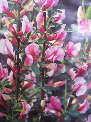 Chamaecytisus purpureus - Purpur-Ginster - duftend