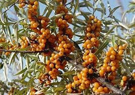 Mezza Albero di Olivo Spinoso 15 Pezzi