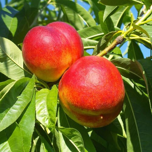 20 graines de nectarine rouge