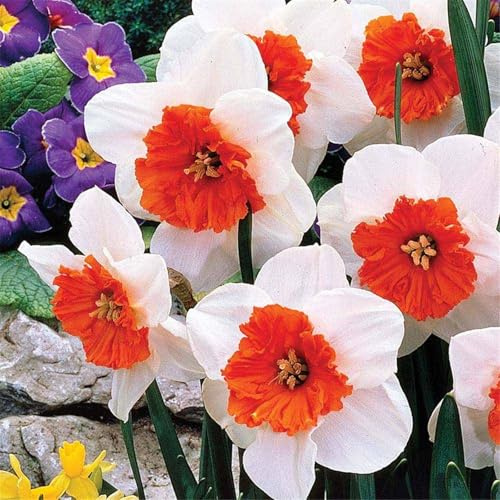 Gift,Winterhart zwiebeln, Winterhart pflanzen, Mehrjährige Blumenzwiebel ist winterhart, Mysteriöse magische Glühbirne-10 Narzissen Zwiebeln-E
