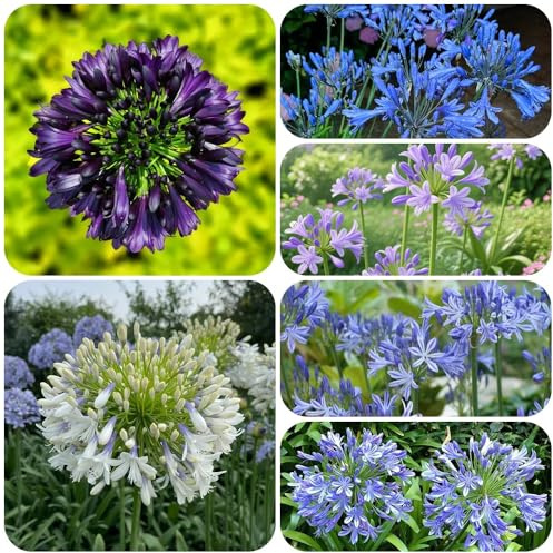 semi di giglio ornamentale, recisi Agapanthus africanus, selvatici vecchie varietà autunnali resistenti per luoghi soleggiati rare d'appartamento 600pcs