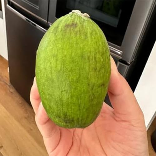 feijoa Coltivazione di da nani decorazioni da giardino per esterni arredamento del soggiorno colonnare giardino perenni resistenti interno per 100semi