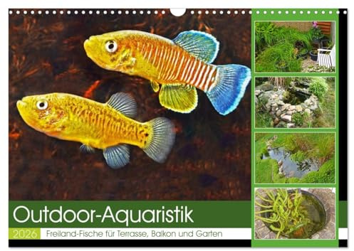Outdoor-Aquaristik (Wandkalender 2026 DIN A3 quer), CALVENDO Monatskalender: Freiland-Fische für Terrasse, Balkon und Garten (CALVENDO Tiere)