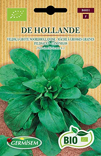 Germisem Feldsalat DE HOLLANDE, ECBIO6031