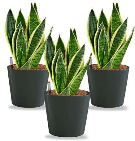 Sansevieria Bogenhanf - pflegeleichte Zimmerpflanzen - Sukkulenten frisch aus der Gärtnerei - Hydrokultur Set Büro - Höhe ca. 30 cm - in Töpfen Anthrazit Ø 16 cm - inkl. Blähton & Dünger - Green Me Up