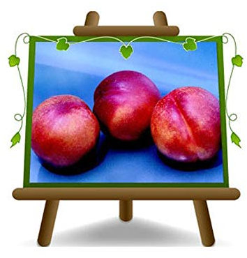 EURO PLANTS VIVAI Nectarines Pêches à chair jaune Venus plante fruitière porte en pot 20 cm hauteur 170 cm - Âge 2 ans