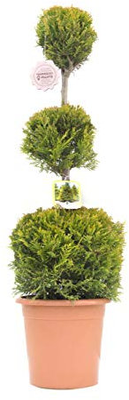 Vannucci Piante - x Cupressocyparis leylandii 'Castlewellan Gold', 3 palle, Cipresso leilandi giallo, Conifera, Pianta vera in vaso (cod. 13)