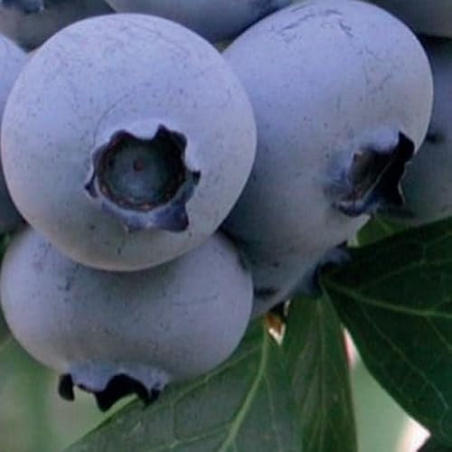 Amerikanische Heidelbeere Bonus 2L - Die größte Frucht unter den Blaubeeren