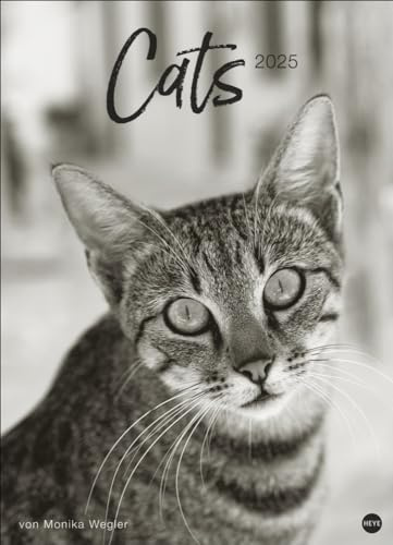 Cats Edition Kalender 2025: Elegante Samtpfoten in schwarz-weiß in einem XXL-Kalender. Tierkalender 2025 im Großformat. Hochwertiger großer Fotokalender für Katzenfans.