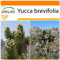 SAFLAX - Garden in the Bag - Joshua Tree - 10 Samen - Mit Anzuchtsubstrat im praktischen, selbst aufstellenden Beutel - Yucca brevifolia