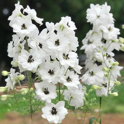 semi di delphinium decorative giardino balcone biologici esterno 300pcs