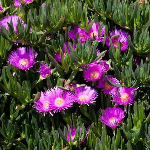 E.C.A.T.E. Piante grasse rare | Fico degli Ottentotti - Carpobrotus GIGANTE FIORI BRILLANTI Succulente NO SEMI (FUCSIA)