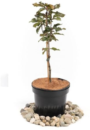 Rotbuche 'Rohanii' - Fagus sylvatica