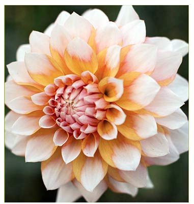 Seattle Dahlia - Large Tuber