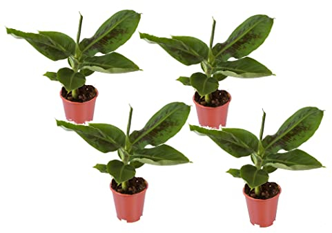 Plant in a Box - Musa Orientalischer Zwerg - 4er Set - Tropische Bananenpflanzen - Bananenstaude - Topf 12cm - Höhe 25-40cm