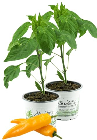 2x Gelber Spitzpaprika 'Conyl Yellow F1', Capsicum annuum, frische Paprika Pflanze direkt aus der Gärtnerei Enseleit