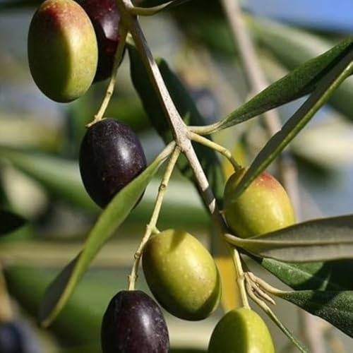 PIANTA DI ULIVO KORONEIKI in vaso 20/fitocella - età 2/3 anni