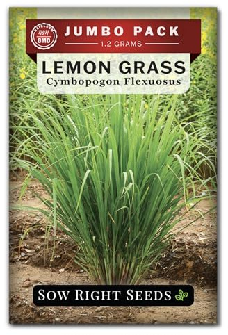 Sow Right Seeds - Lemon Grass Seed for Planting - 1600 Seeds, 1.2 Grams, Non-GMO Heirloom Bulk Jumbo Pack with Instructions to Plant and Grow an Herb Garden - Grow Loads of This Culinary Herb