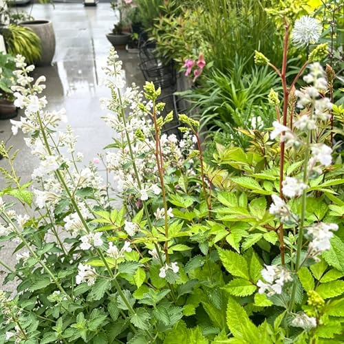 Nepeta cataria - de jardín, oficina decoraciones resistentes el jardín Decoraciones exteriores semillas interior 300semillas