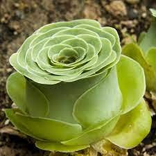 10 pezzi di pianta succulenta Greenovia Mountain Rose