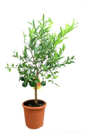 Garden Center Shop | Mandarino Tardío M20 75–95 cm | Árbol Frutal de Mandarina Dulce de Invierno | Follaje Persistente y Flores Aromáticas | Decoración y Cosecha Premium