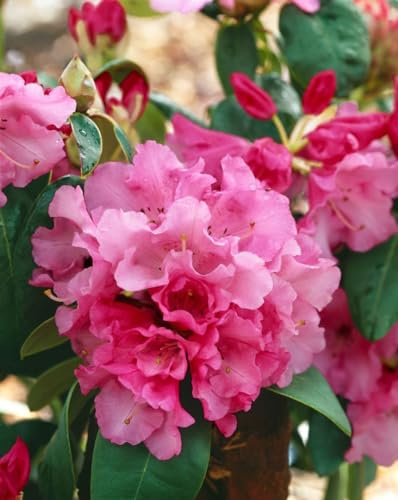 Rhododendron williamsianum 'Görlitz' 40-50 cm - Rhododendron, rosa Blüten, Blütezeit April-Mai, ideal für Halbschatten, immergrün, winterhart