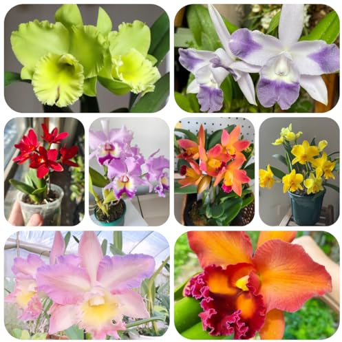 semi di orchidea cattleya da aiuola rialzata orchidea cattleya to perenni per luoghi soleggiati resistenti all'esterno 40pcs