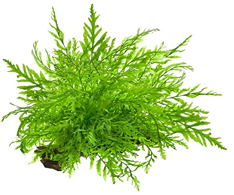 USCAPE Bolbitis heudelotii - Kongofarn in vitro XL - 8,5cm Bechergröße - in vitro Wasserpflanzen für Aquarien