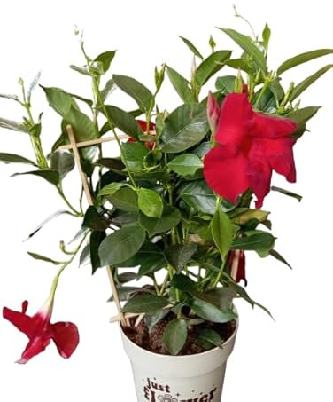 Dipladenia Roja - Planta Trepadora de Exterior con Floración Prolongada