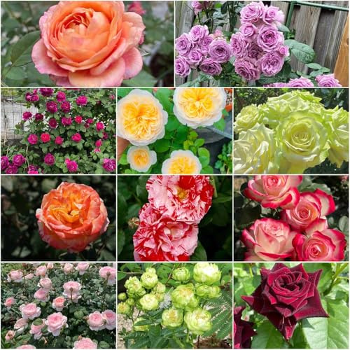 Tallo de rosa resistente - semillas de balcón - raras Rosas perfumadas, aroma fuerte, resistentes decorativas balcón interior semillas 150pcs