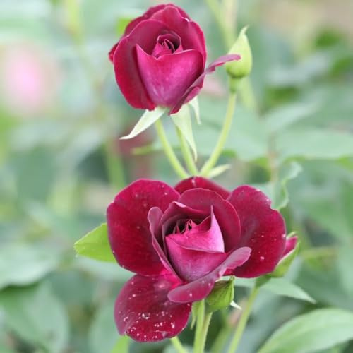 rosales trepadores de jardín de balcón rosas semillas silvestres sombra primavera, resistentes en macetas trepadoras, jardín rocas del balcón 200semillas