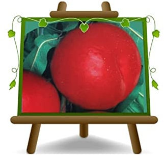 EURO PLANTS VIVAI Pesco Pesche Nettarine a Polpa Gialla Nectaros - Pianta da Frutto su Vaso ø 24/26 cm - Altezza 170~200 cm - Età 4 Anni