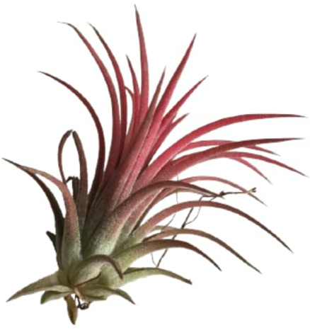 Verdecora Tillandsia Ionantha Rodd Roja Planta de Aire 1 Unidad