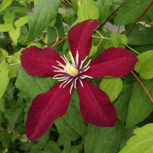 Clématite à Multiflores fleurs Niobe 1L - Plante de Jardin, Arbres fruitiers - la Décoration Parfaite pour Votre Propriété - Pour les Débutants et les Jardiniers Professionnels