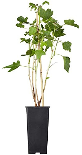 Grosella Roja Natural una Planta Arbustiva Ornamental y Nutritiva para Embellecer tu Hogar