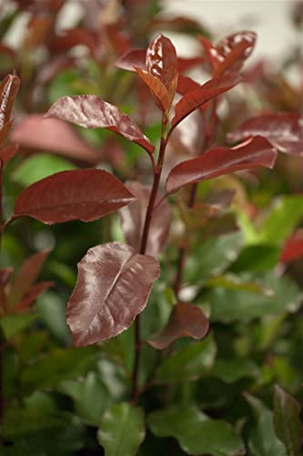 Photinia fraseri 'Camilvy' 80-100 cm – Immergrün, Winterhart, Pflegeleicht – Glanzmispel – Heckenpflanze für Garten & Sichtschutz