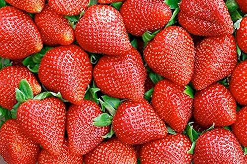 Erdbeeren grob fruchtig NR.50 Samen Gartenbau - frische Samen