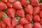 FRAISES À FRUITS GROS NR.50 Graines Horticoles - graines fraîches