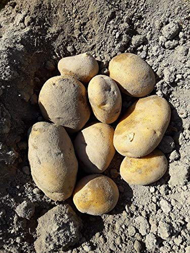 PATATA AGRIA DE XINZO DE LIMIA ESPECIAL FREIR CAJA 20 KG