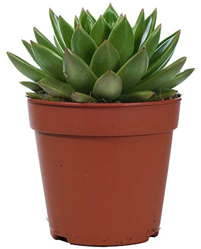 Echeveria Miranda Premium immer grüne innenraum getopfte Pflanze für Zuhause oder das Büro
