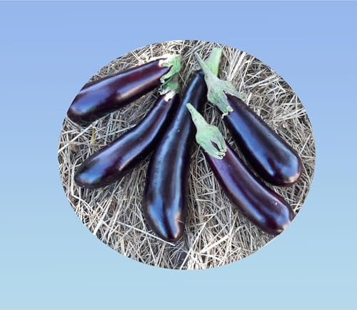100 graines d' Aubergine Violette - eggplant - saveur delicate - planete graines