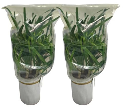 Weqizuerqi Copertura antigelo per Piante da Giardino, 2 Pezzi, Trasparente, con Cordino, 100 x 120 cm, per Piante, per Rose, arbusti, Alberi, Verdure,